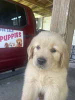 Purple puppy boy, a male Golden Retriever for sale in Valdosta, GA – 2 of 6