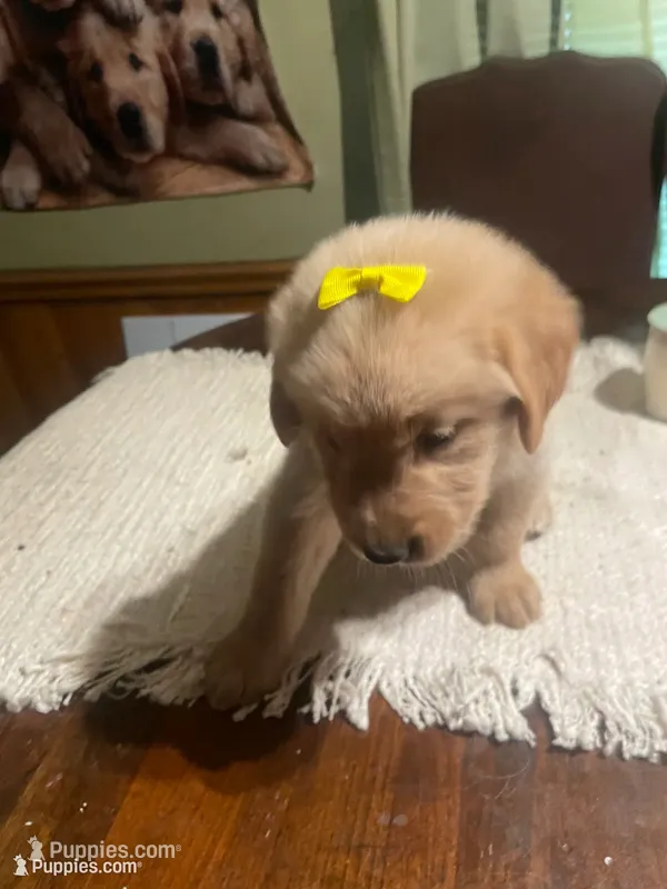 Girl 1 – Golden Retriever puppy for sale in Valdosta, GA