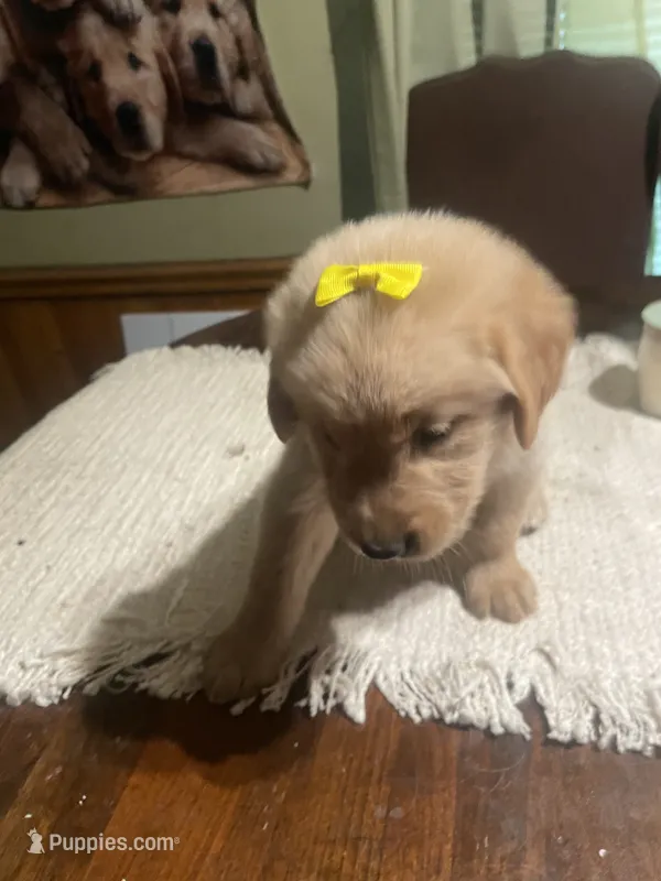 Girl 1 – Golden Retriever puppy for sale in Valdosta, GA