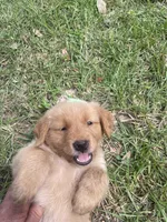 Girl 3, a female Golden Retriever for sale in Valdosta, GA – 3 of 8