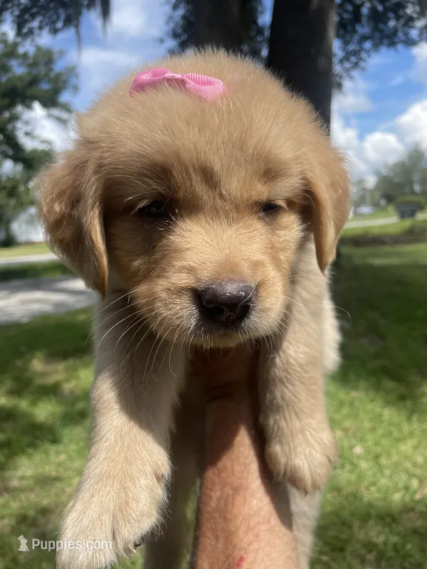 Girl 4 – Golden Retriever puppy for sale in Valdosta, GA