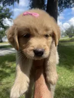 Girl 4, a female Golden Retriever for sale in Valdosta, GA – 1 of 8