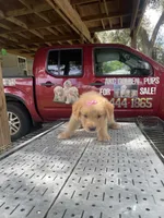 Girl 4, a female Golden Retriever for sale in Valdosta, GA – 2 of 8