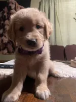Boy 2, a male Golden Retriever for sale in Valdosta, GA – 5 of 7