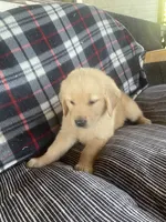 Purple puppy boy, a male Golden Retriever for sale in Valdosta, GA – 5 of 6