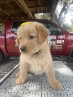 Girl 1, a female Golden Retriever for sale in Valdosta, GA – 4 of 9