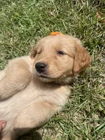 Girl 2, a female Golden Retriever for sale in Valdosta, GA – 4 of 8