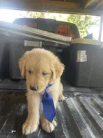 Boy 1, a male Golden Retriever for sale in Valdosta, GA – 7 of 7