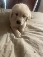 Red collar boy, a male Golden Retriever for sale in Valdosta, GA – 6 of 6
