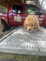 Girl 2, a female Golden Retriever for sale in Valdosta, GA – 7 of 8
