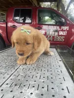 Girl 3, a female Golden Retriever for sale in Valdosta, GA – 6 of 8