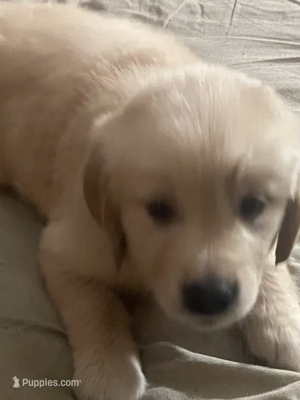 Yellow collar girl – Golden Retriever puppy for sale in Valdosta, GA