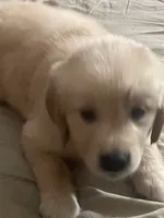 Yellow collar girl, a female Golden Retriever for sale in Valdosta, GA – 1 of 5