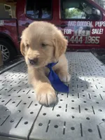 Boy 1, a male Golden Retriever for sale in Valdosta, GA – 1 of 7