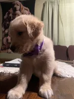 Boy 2, a male Golden Retriever for sale in Valdosta, GA – 4 of 7