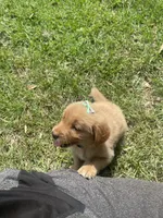 Girl 3, a female Golden Retriever for sale in Valdosta, GA – 8 of 8