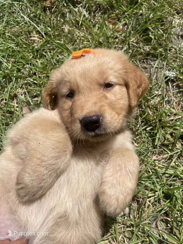 Girl 2 – Golden Retriever puppy for sale in Valdosta, GA