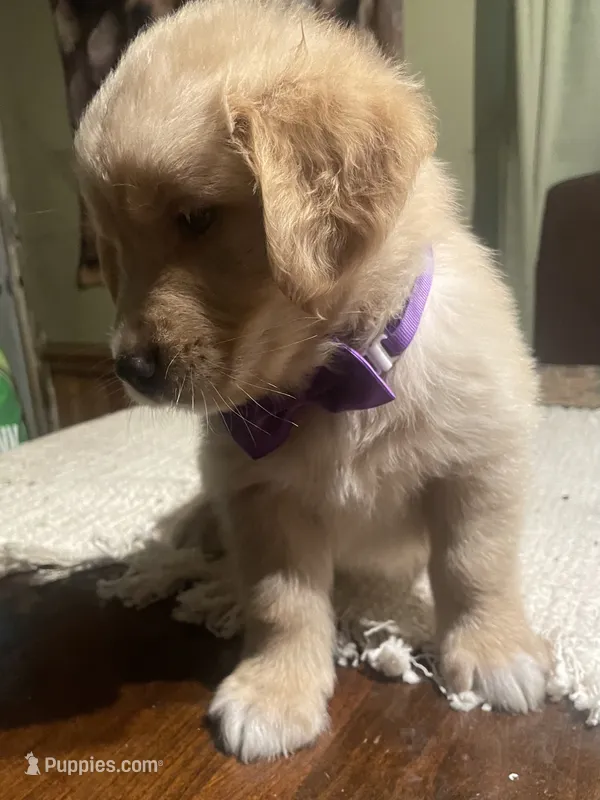 Boy 2 – Golden Retriever puppy for sale in Valdosta, GA