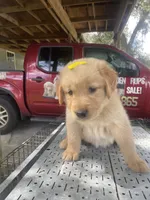 Girl 1, a female Golden Retriever for sale in Valdosta, GA – 2 of 9