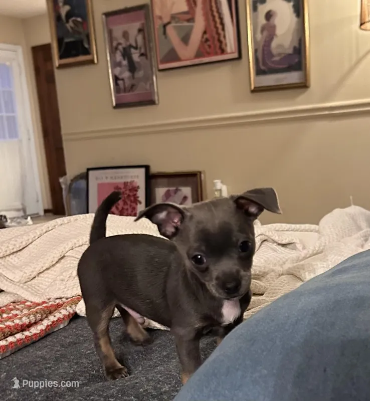 Ollie – Chihuahua puppy for sale in Montgomery, AL