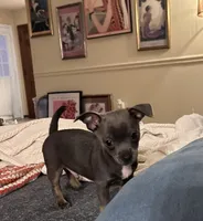 Ollie, a male Chihuahua for sale in Montgomery, AL – Photo 1 of 5