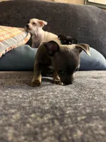 Ollie, a male Chihuahua for sale in Montgomery, AL – Photo 5 of 5