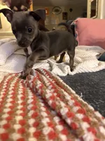 Ollie, a male Chihuahua for sale in Montgomery, AL – Photo 2 of 5