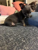 Ollie, a male Chihuahua for sale in Montgomery, AL – Photo 3 of 5