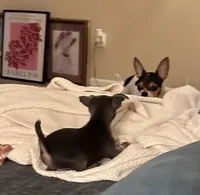 Ollie, a male Chihuahua for sale in Montgomery, AL – Photo 4 of 5