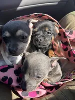 Tank, a male Chihuahua for sale in Montgomery, AL – Photo 4 of 4