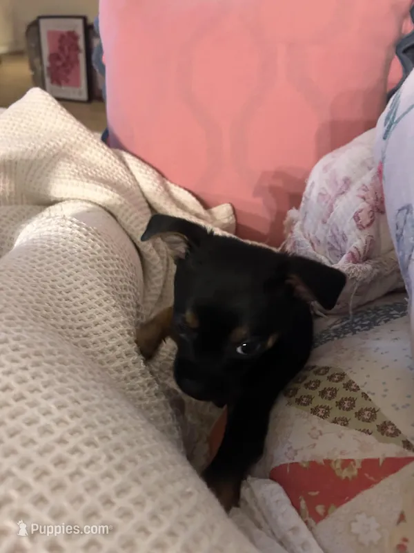 Tank, a male Chihuahua for sale in Montgomery, AL – Photo 1 of 4