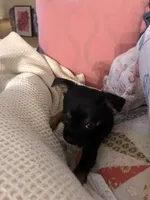 Tank, a male Chihuahua for sale in Montgomery, AL – Photo 1 of 4