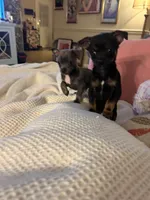 Tank, a male Chihuahua for sale in Montgomery, AL – Photo 3 of 4