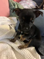 Tank, a male Chihuahua for sale in Montgomery, AL – Photo 2 of 4