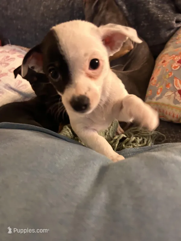 Moo – Chihuahua puppy for sale in Montgomery, AL