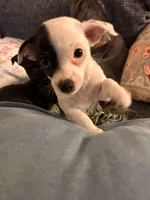 Moo, a female Chihuahua for sale in Montgomery, AL – Photo 1 of 5