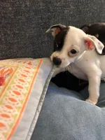 Moo, a female Chihuahua for sale in Montgomery, AL – Photo 5 of 5