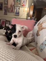 Moo, a female Chihuahua for sale in Montgomery, AL – Photo 4 of 5