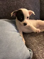 Moo, a female Chihuahua for sale in Montgomery, AL – Photo 2 of 5