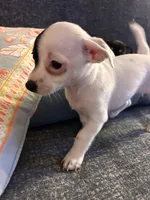 Moo, a female Chihuahua for sale in Montgomery, AL – Photo 3 of 5