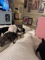 Molly, a female Chihuahua for sale in Montgomery, AL – Photo 3 of 4