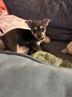 Molly, a female Chihuahua for sale in Montgomery, AL – Photo 4 of 4