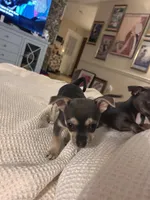 Molly, a female Chihuahua for sale in Montgomery, AL – Photo 2 of 4