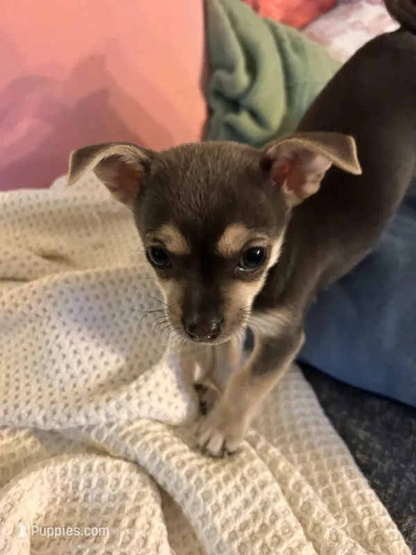 Molly – Chihuahua puppy for sale in Montgomery, AL