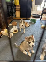 Kael , a male Siberian Husky for sale in Belding, MI – Photo 2 of 7