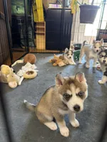 Kael , a male Siberian Husky for sale in Belding, MI – Photo 1 of 7