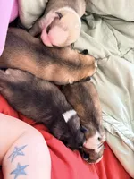 Oakley , a male Siberian Husky for sale in Belding, MI – Photo 4 of 5