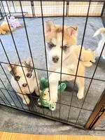 Oakley , a male Siberian Husky for sale in Belding, MI – Photo 1 of 5