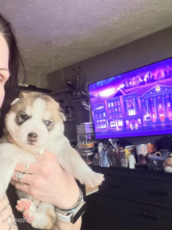 Oakley  – Siberian Husky puppy for sale in Belding, MI
