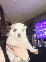 Sass, a male Siberian Husky for sale in Belding, MI – Photo 3 of 5